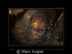 urocaridella antonbrunii on moray eel in lembeh strait. by Marc Kuiper 